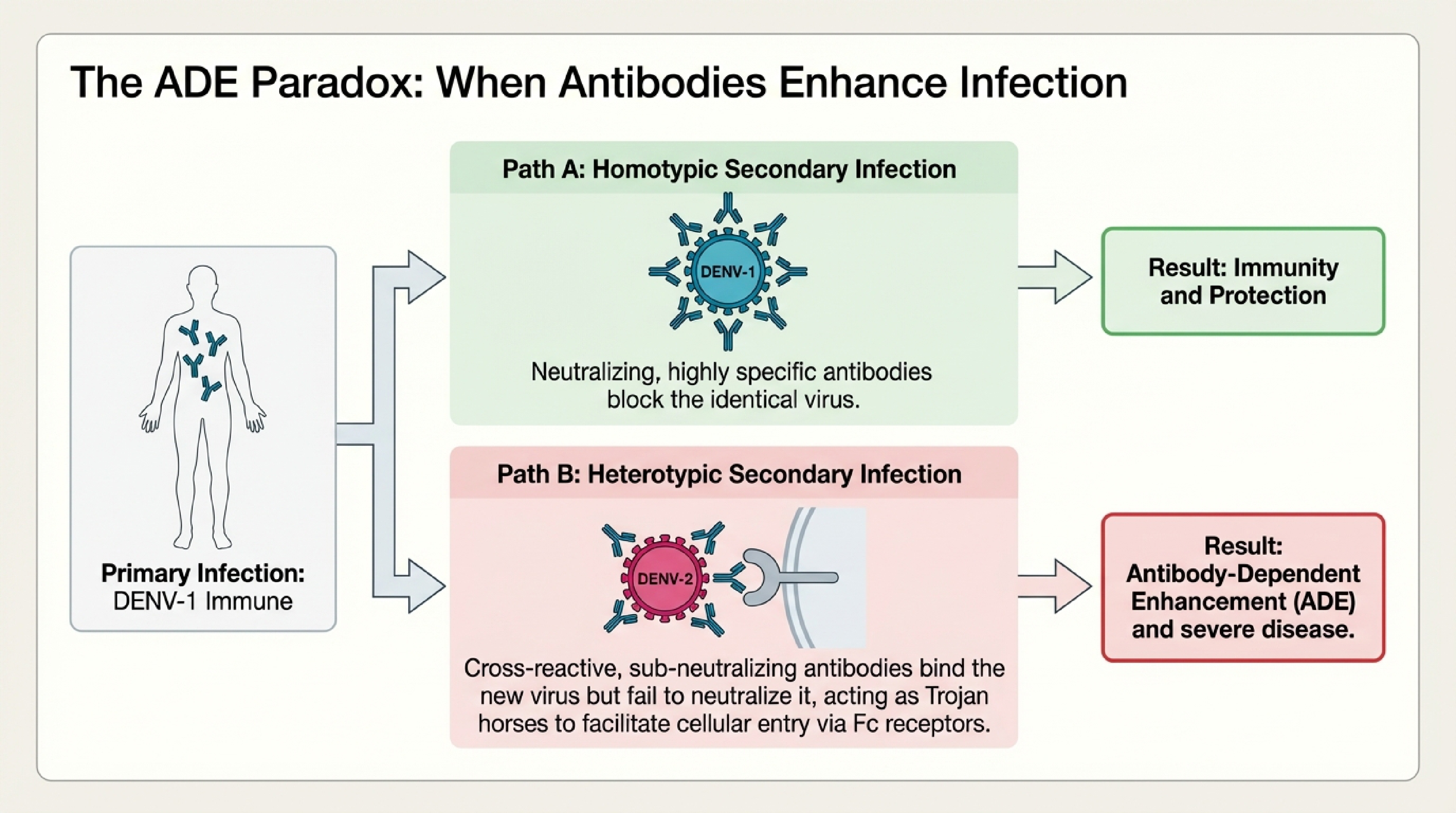 The ADE paradox: homotypic protection vs heterotypic enhancement