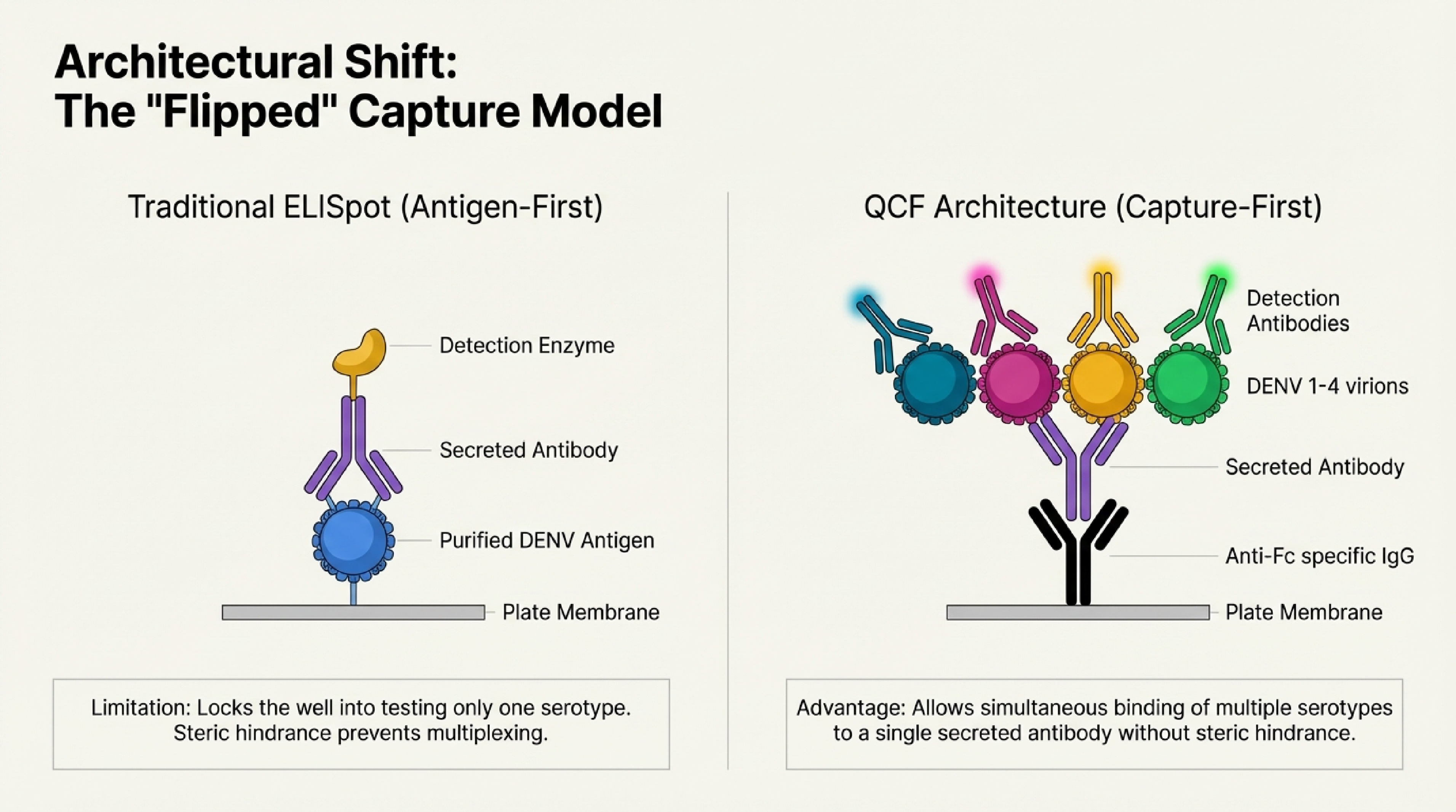 Traditional ELISpot (antigen-first) vs QCF architecture (capture-first)