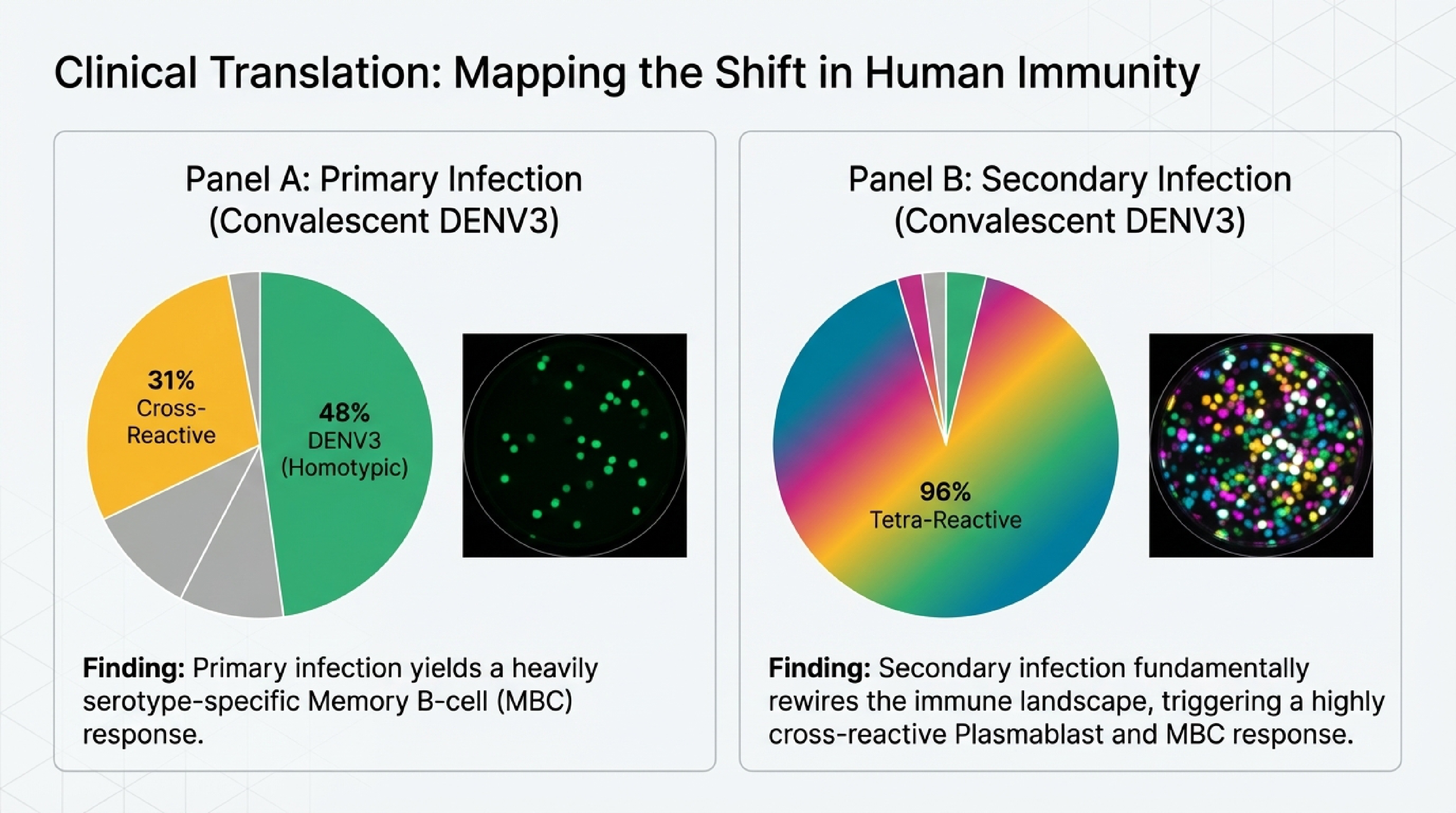 Primary infection: 48% homotypic B cells. Secondary infection: 96% tetra-reactive B cells.
