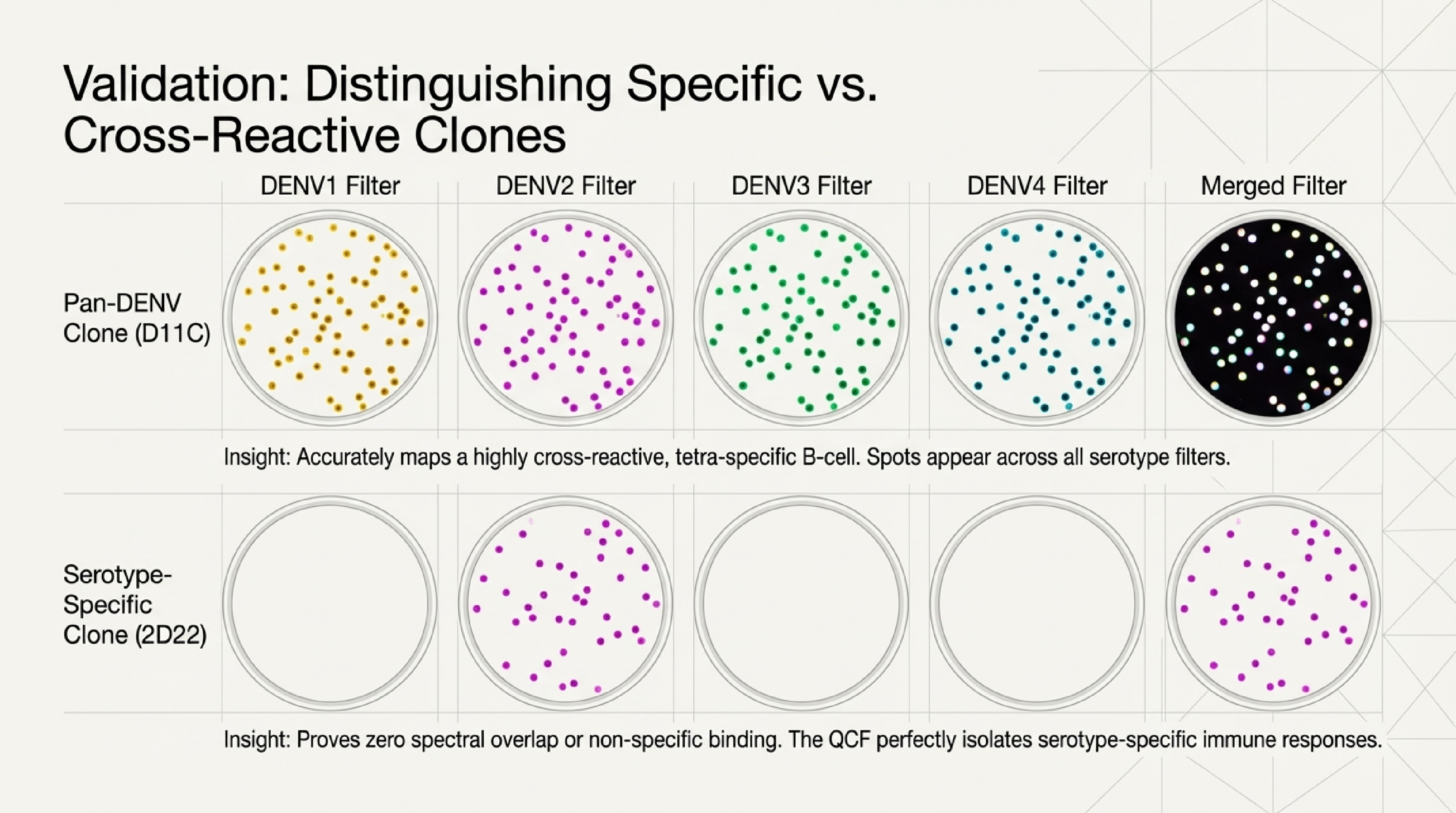 Validation: pan-DENV clone shows spots in all 4 filters; serotype-specific clone shows spots in only 1 filter